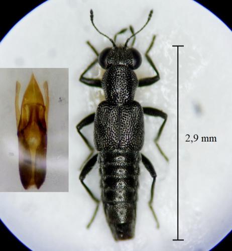 Réf. 310 843 : Stenus mendicus